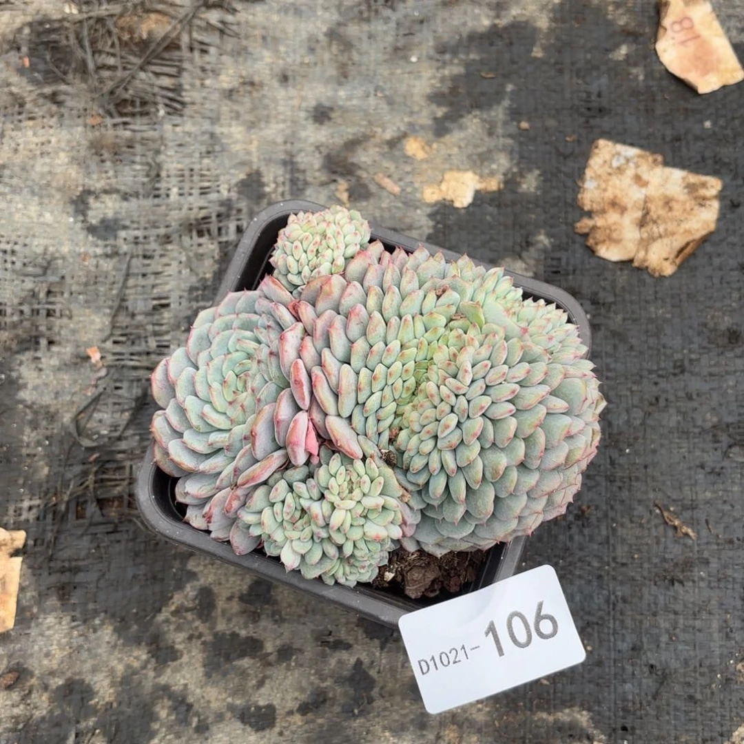 106白胖子带缀满18元包邮