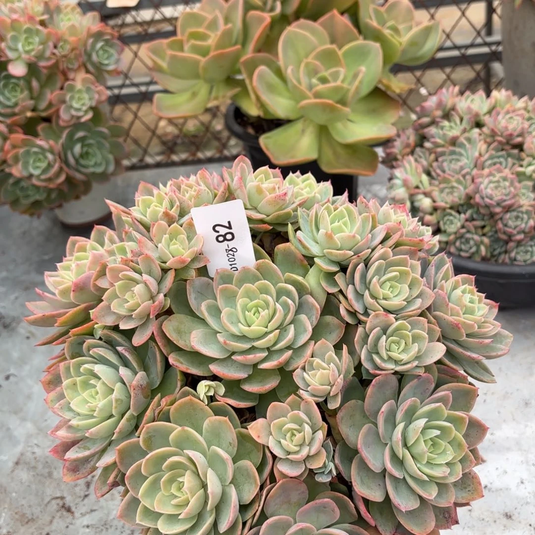 同温层多肉1028丝绸82