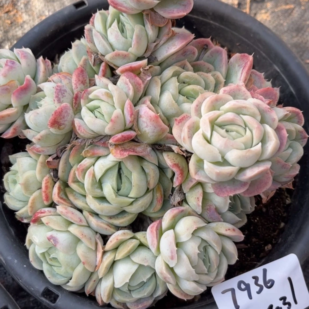 【闪购商品】婚****旭西娜