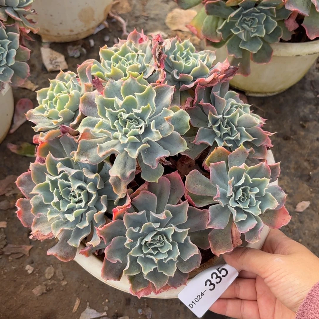 敏*同温层多肉海啸335