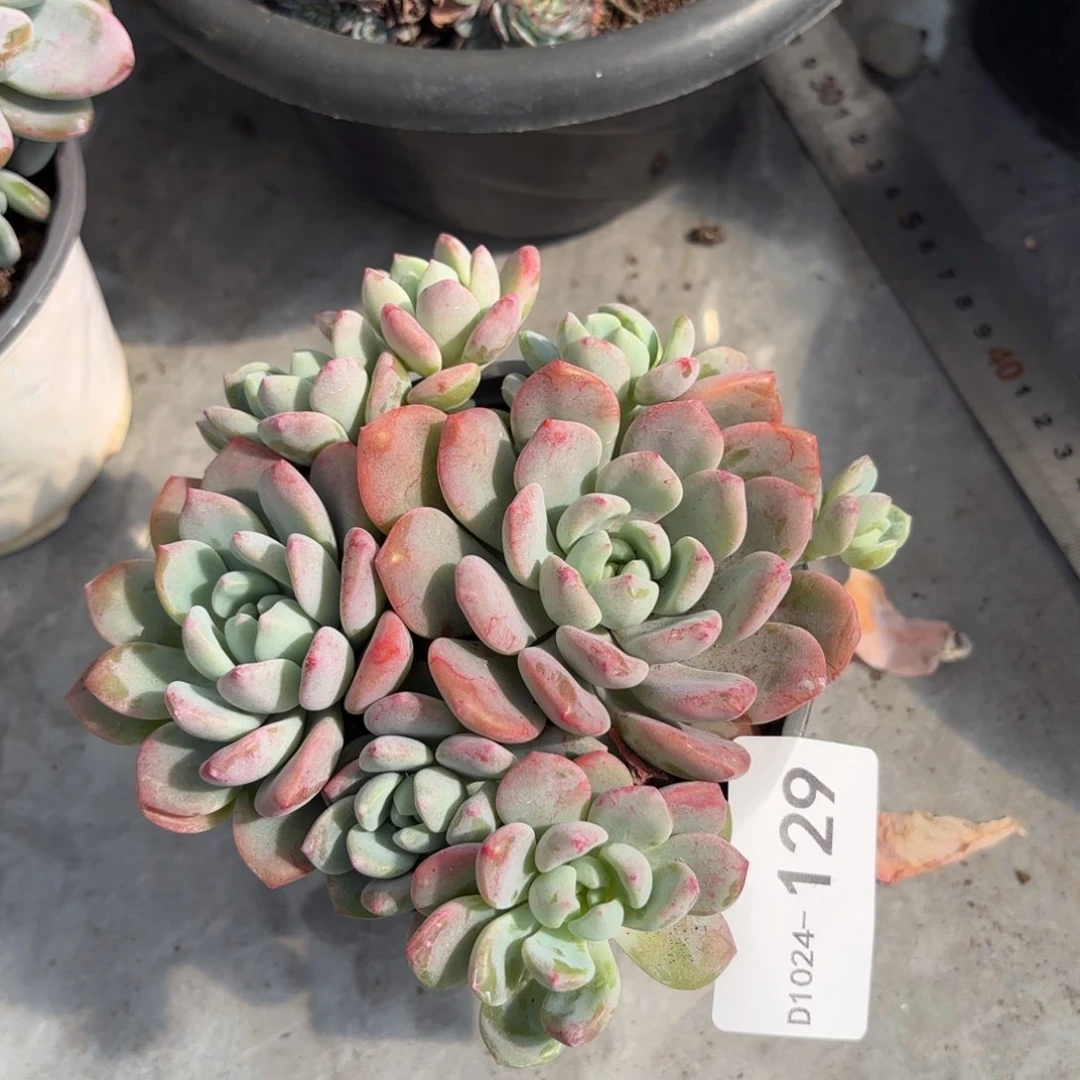 同温层多肉望舒杂129