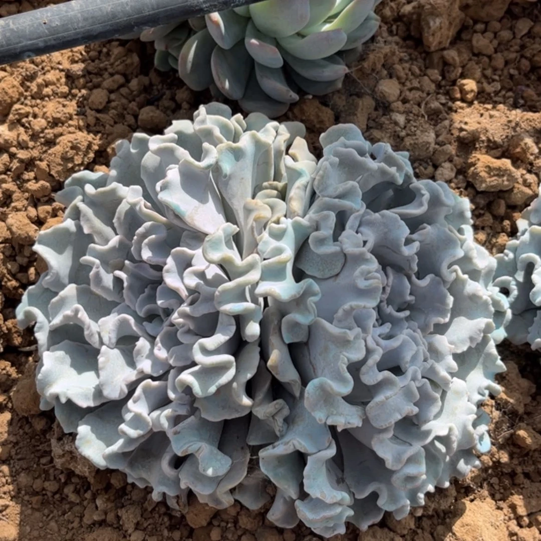 【闪购商品】小****?白饺子皮