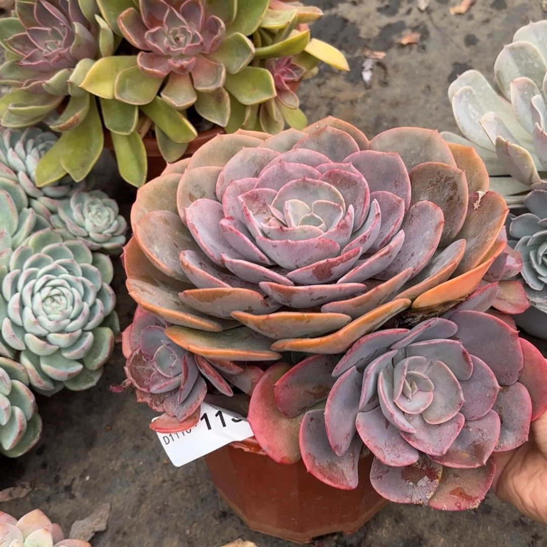 同温层多肉尘埃玫瑰113