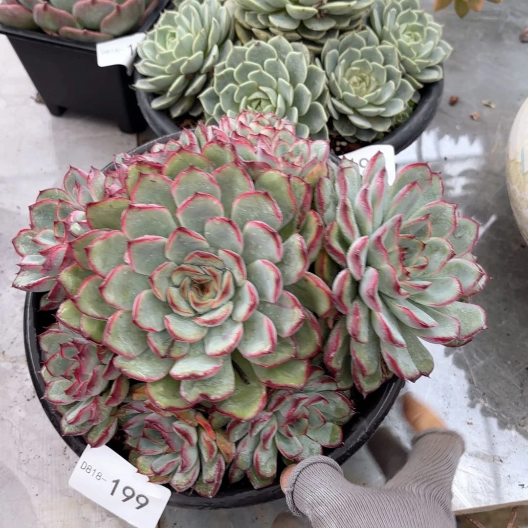 18199荷花同温层花卉
