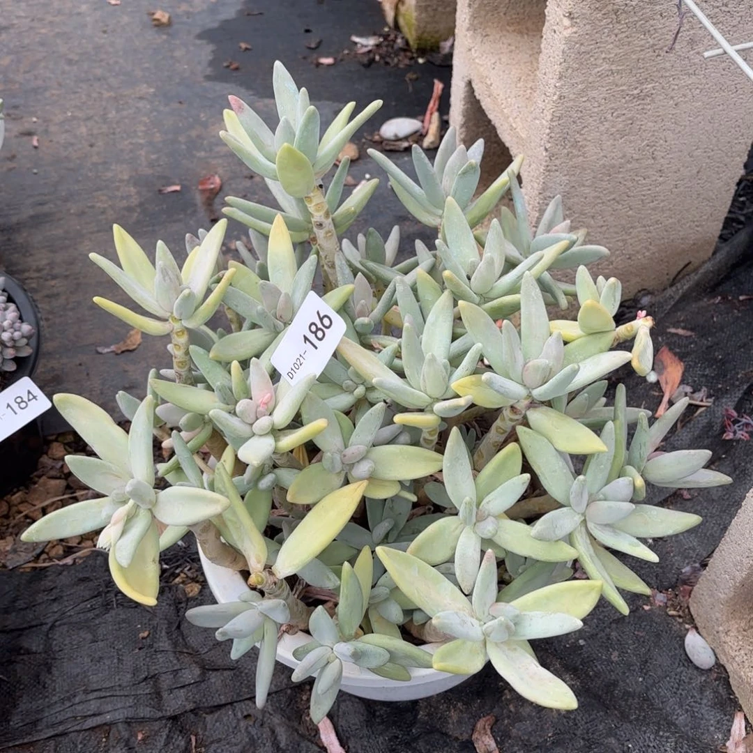 小*儿186香蕉美人满18元包邮