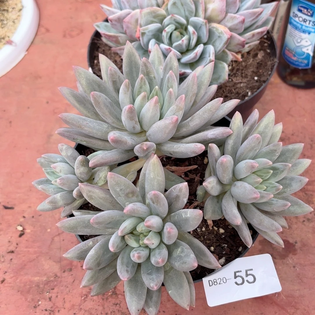 2055红蜻蜓同温层花卉