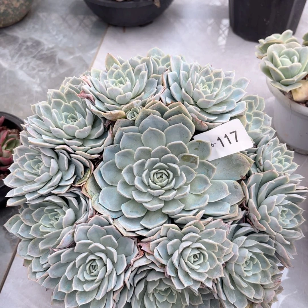 16117约瑟琳同温层花卉