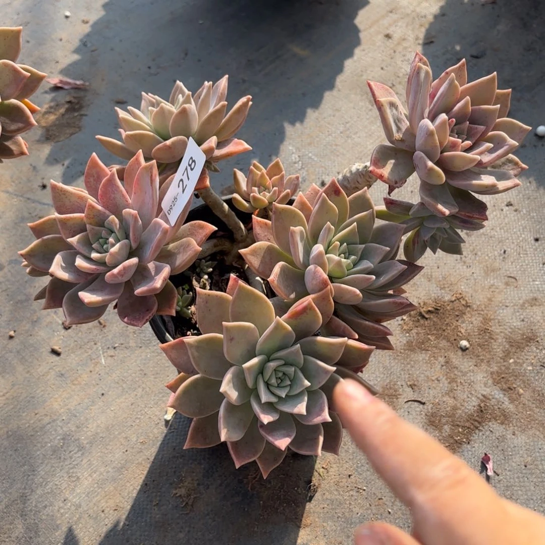 同温层多肉红色黄昏278