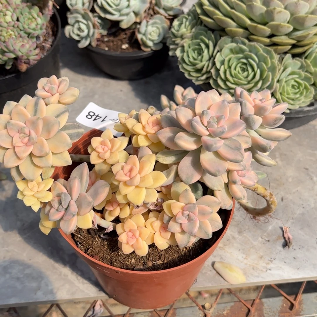 ?*静同温层多肉美杏景148