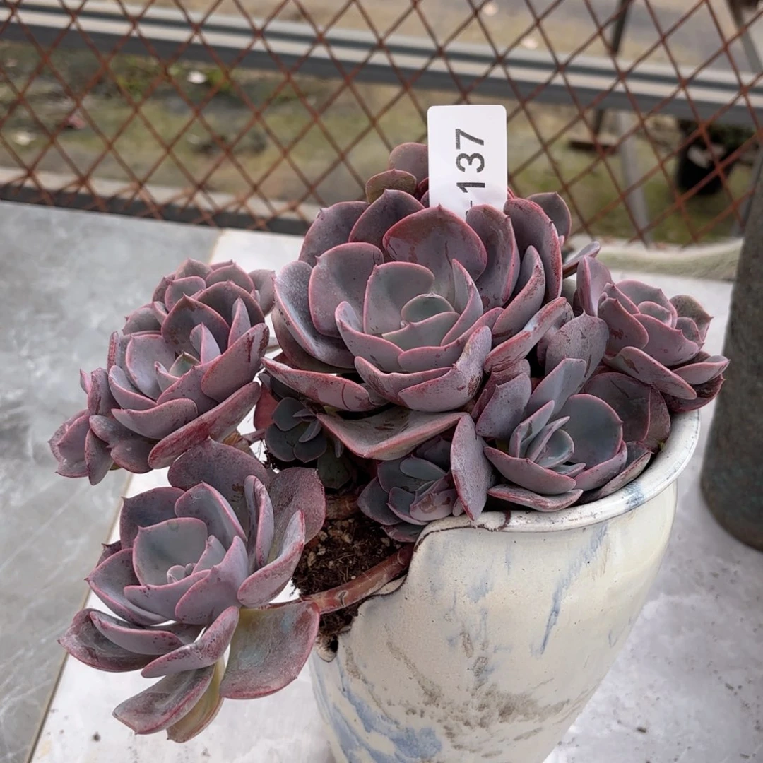 18137尘埃玫瑰同温层花卉