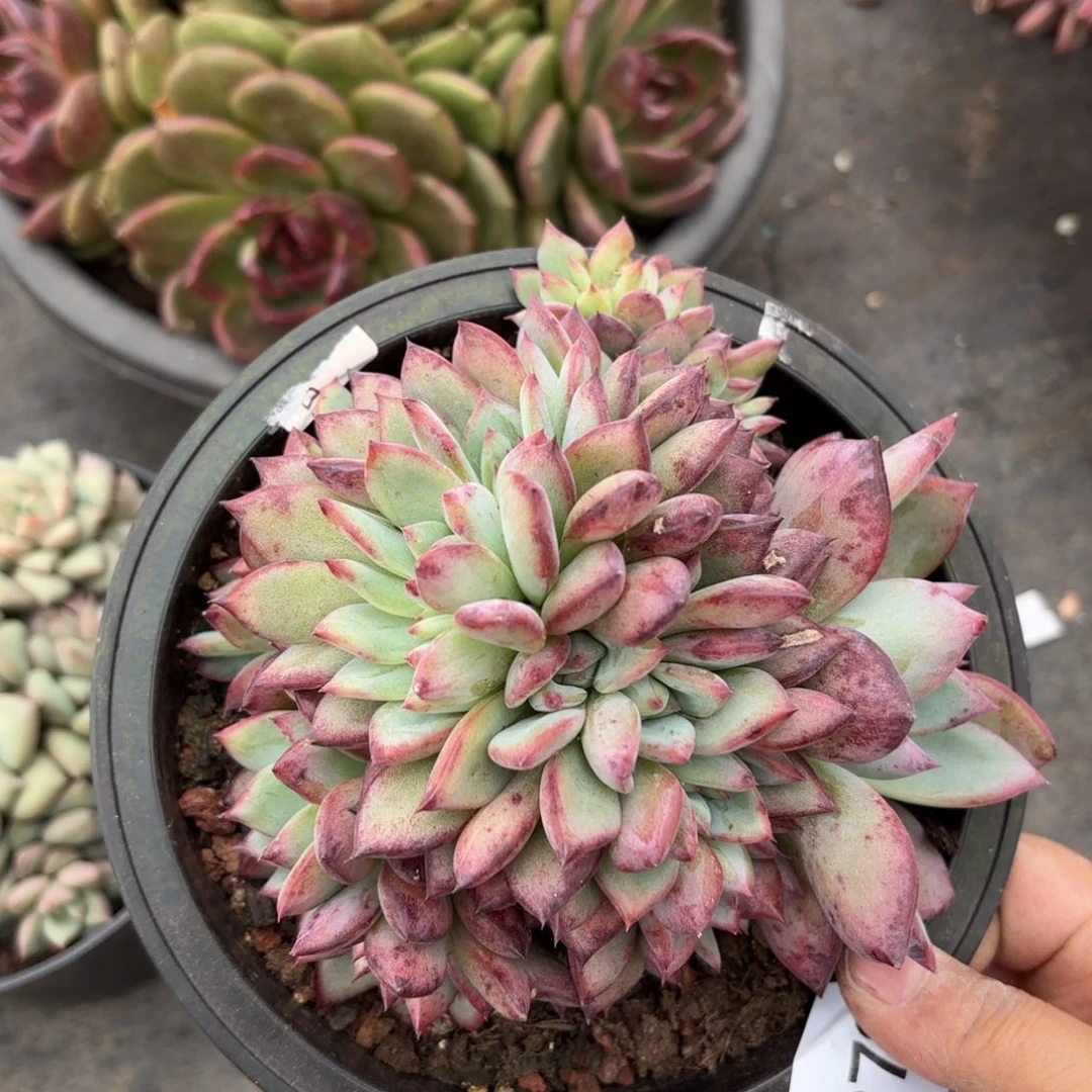 同温层多肉拉糖缀279