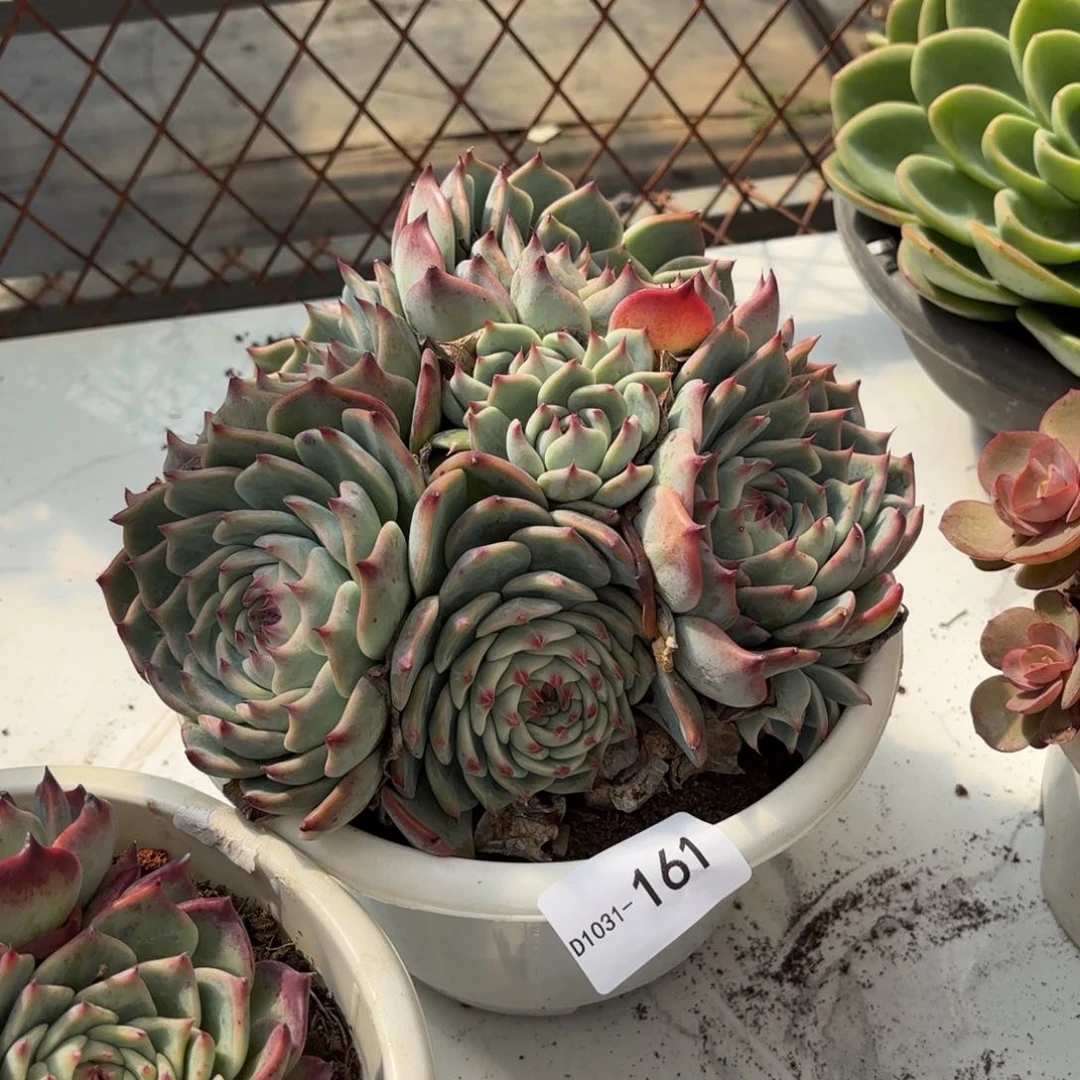 哈****哈同温层多肉吉娃娃161整散不包