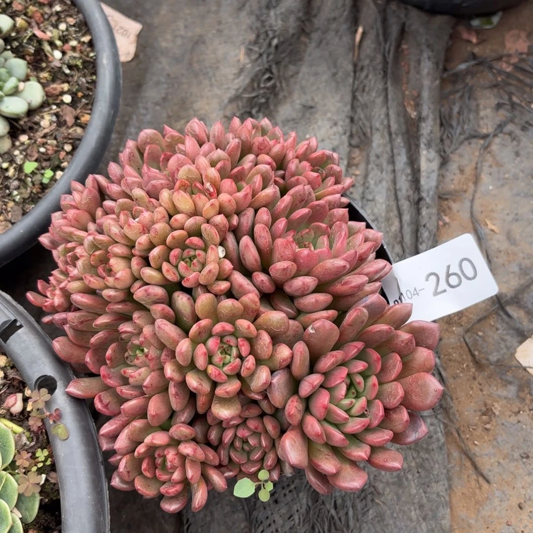 一**年同温层多肉红宝石260