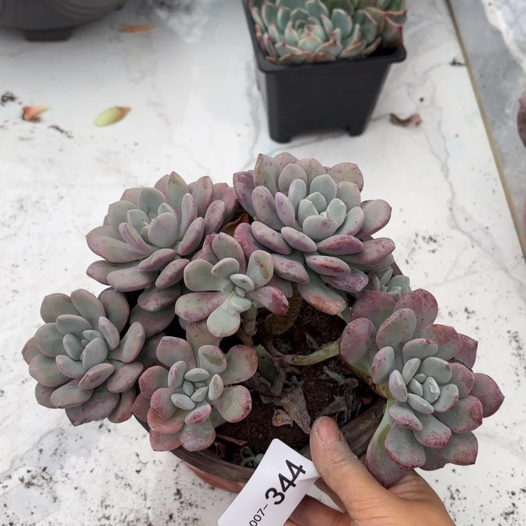 同温层多肉花斑鹿344