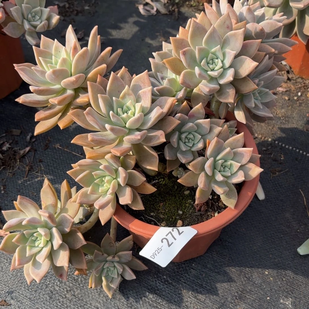 @**月同温层多肉红色黄昏272