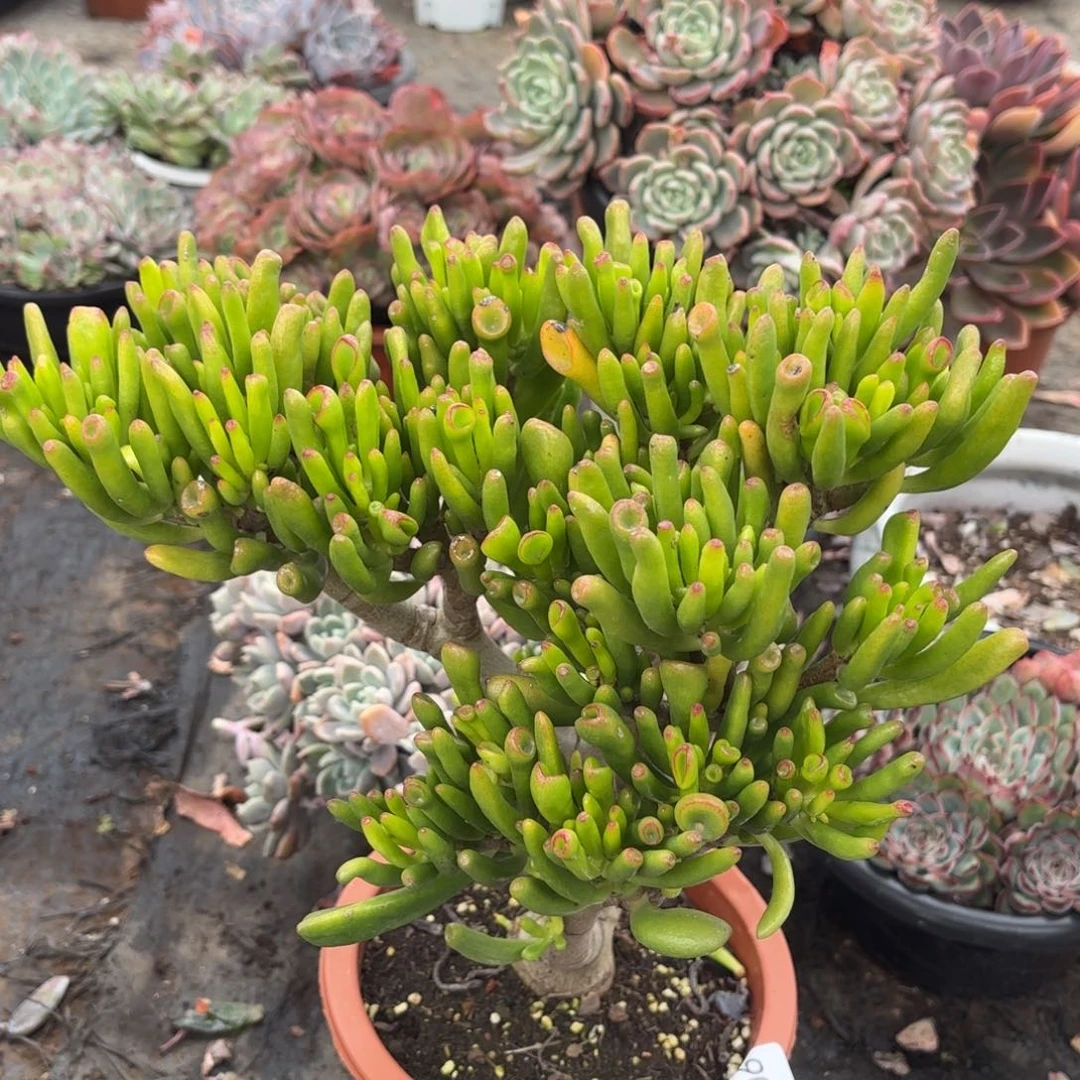 同温层多肉吸财树206