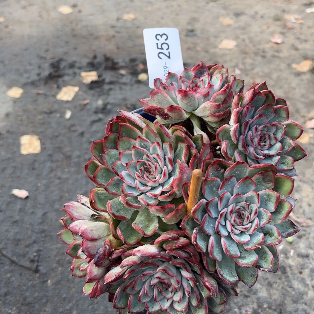 同温层多肉荷花253