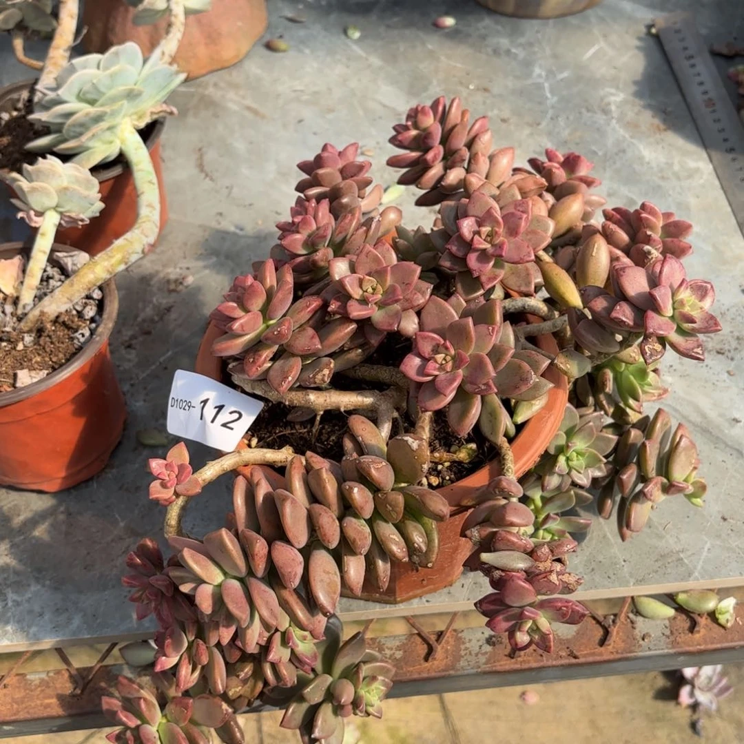 同温层多肉姬胧月112泡沫发