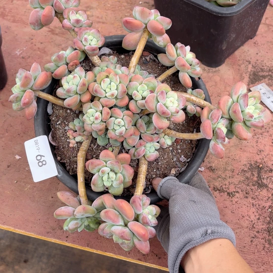 1968红洛神同温层花卉