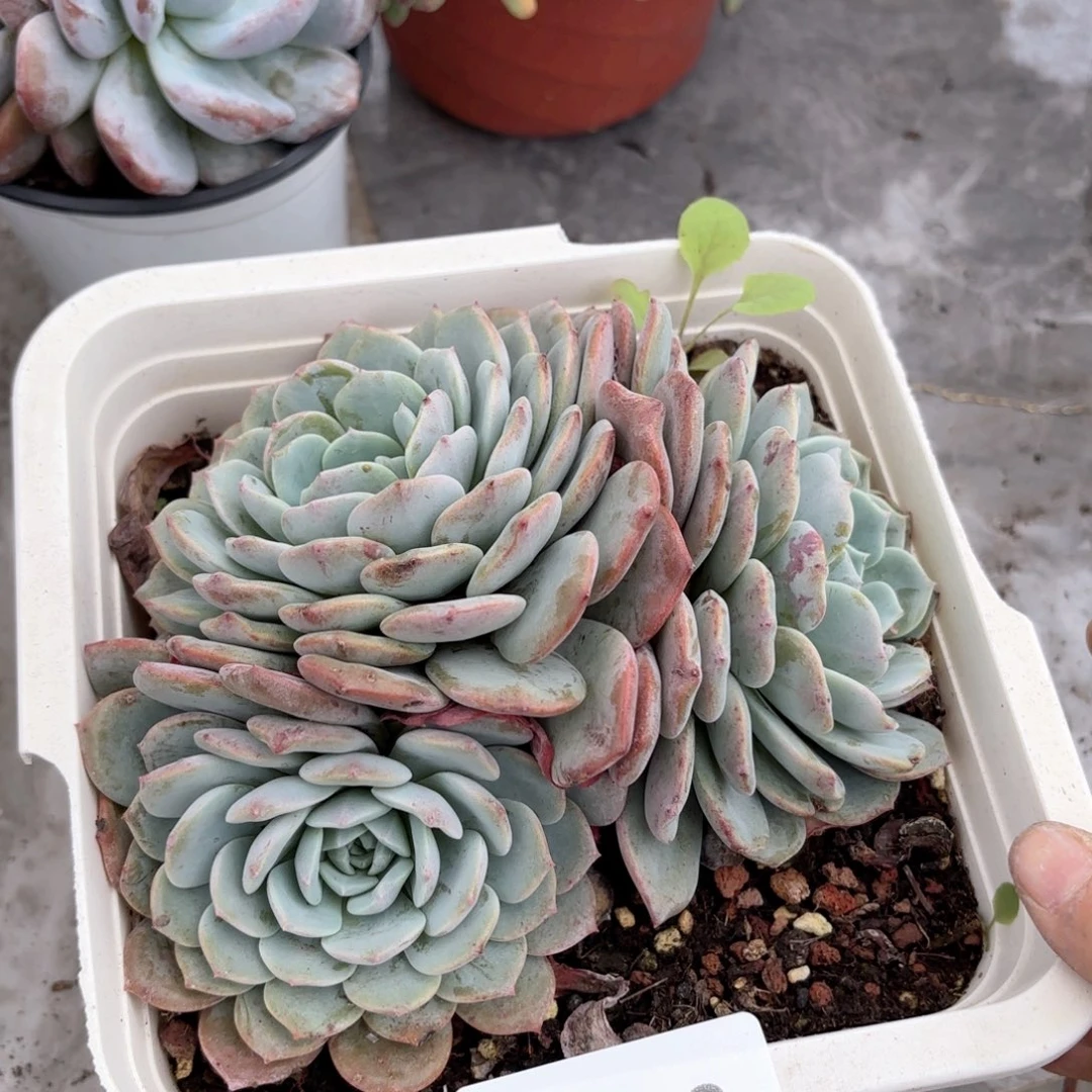 同温层多肉海棠花103
