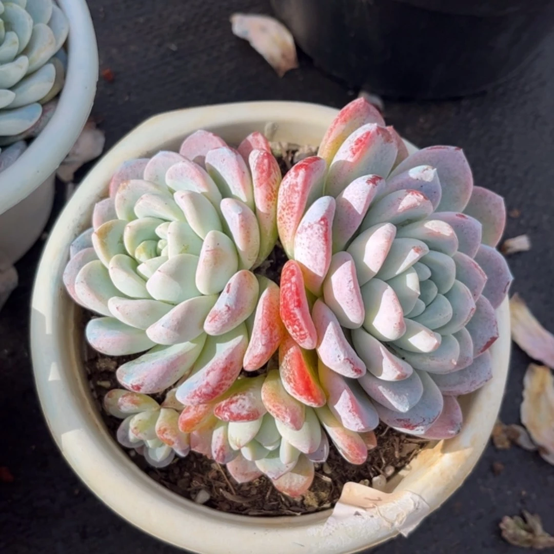 【闪购商品】可****看雪媚娘