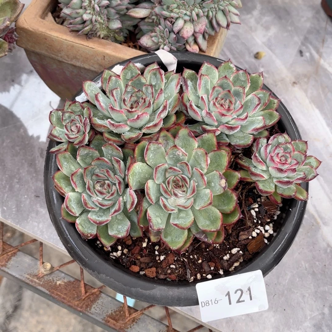 16121荷花同温层花卉