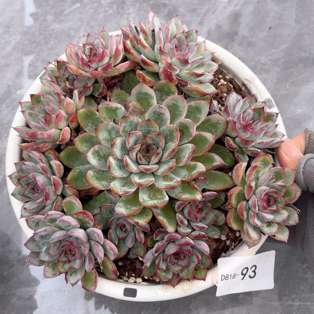 1893荷花同温层花卉