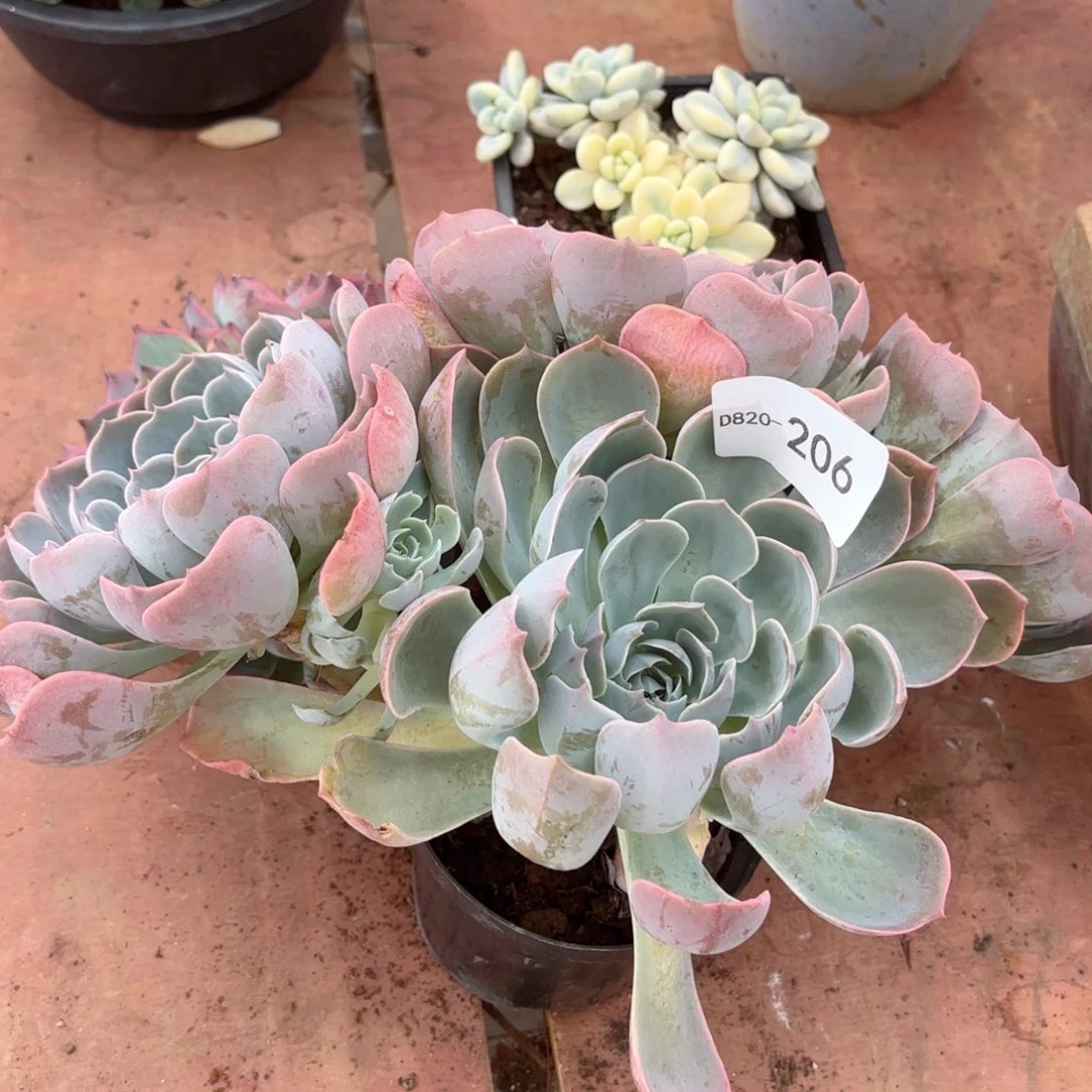 心*20206天赐同温层花卉