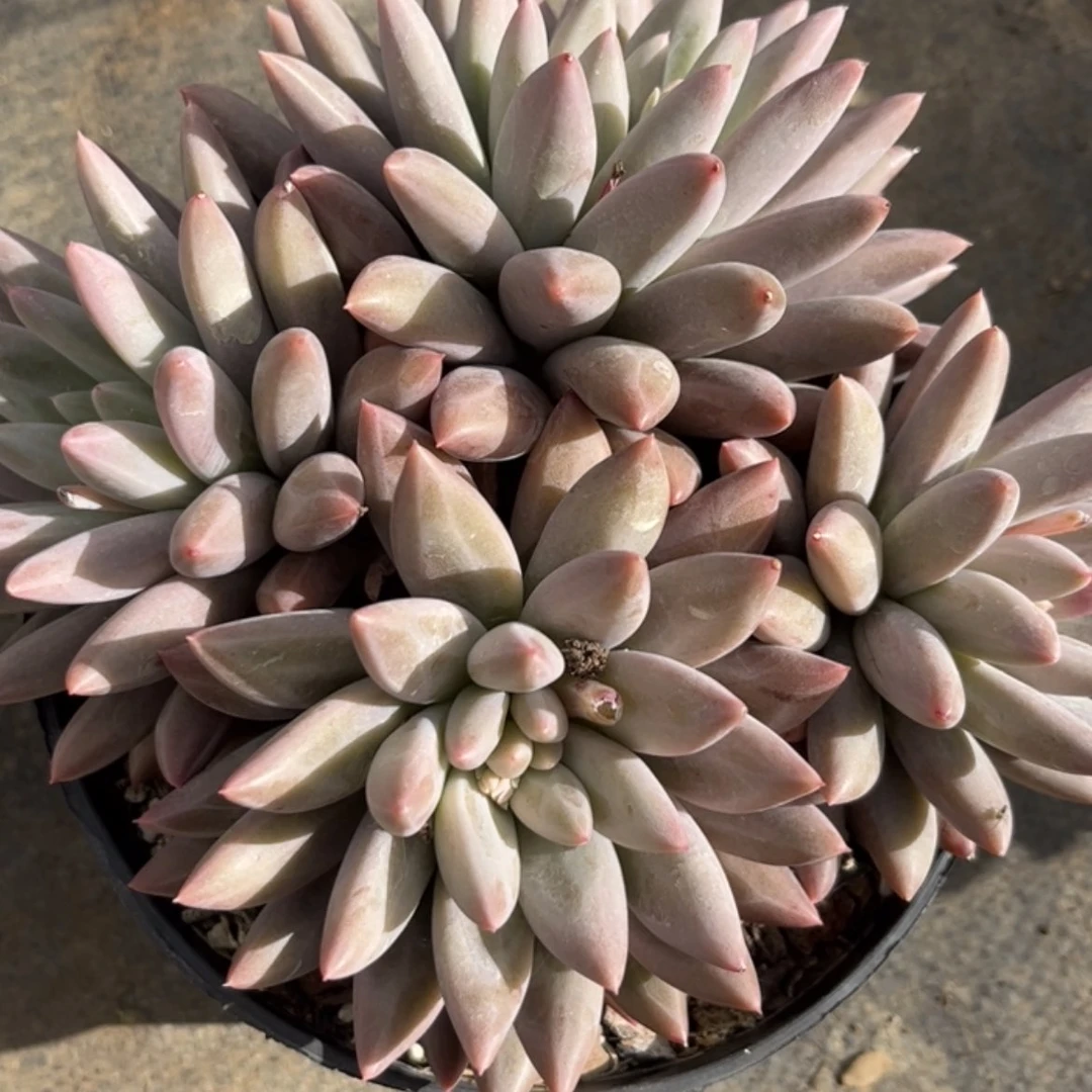【闪购商品】李*红蜻蜓