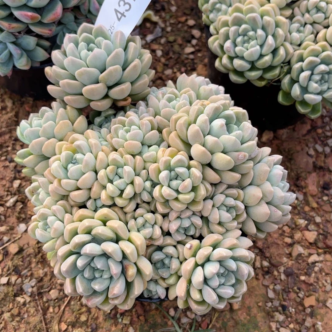 同温层多肉鹅卵石437