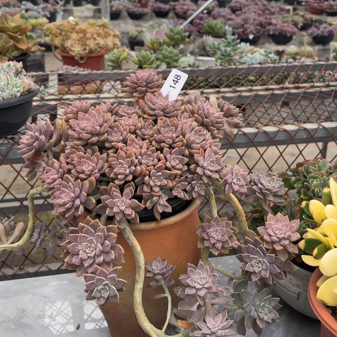 同温层多肉阿伦陪148泡沫发