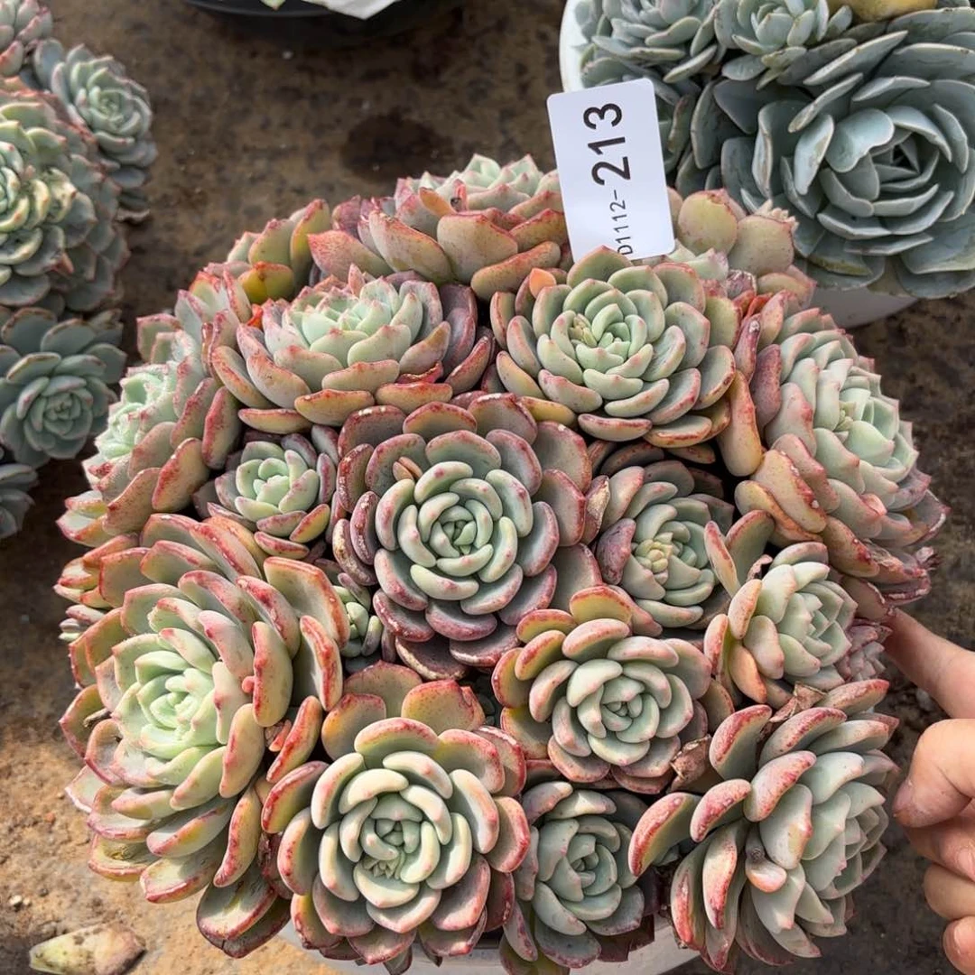 同温层多肉千山雪213