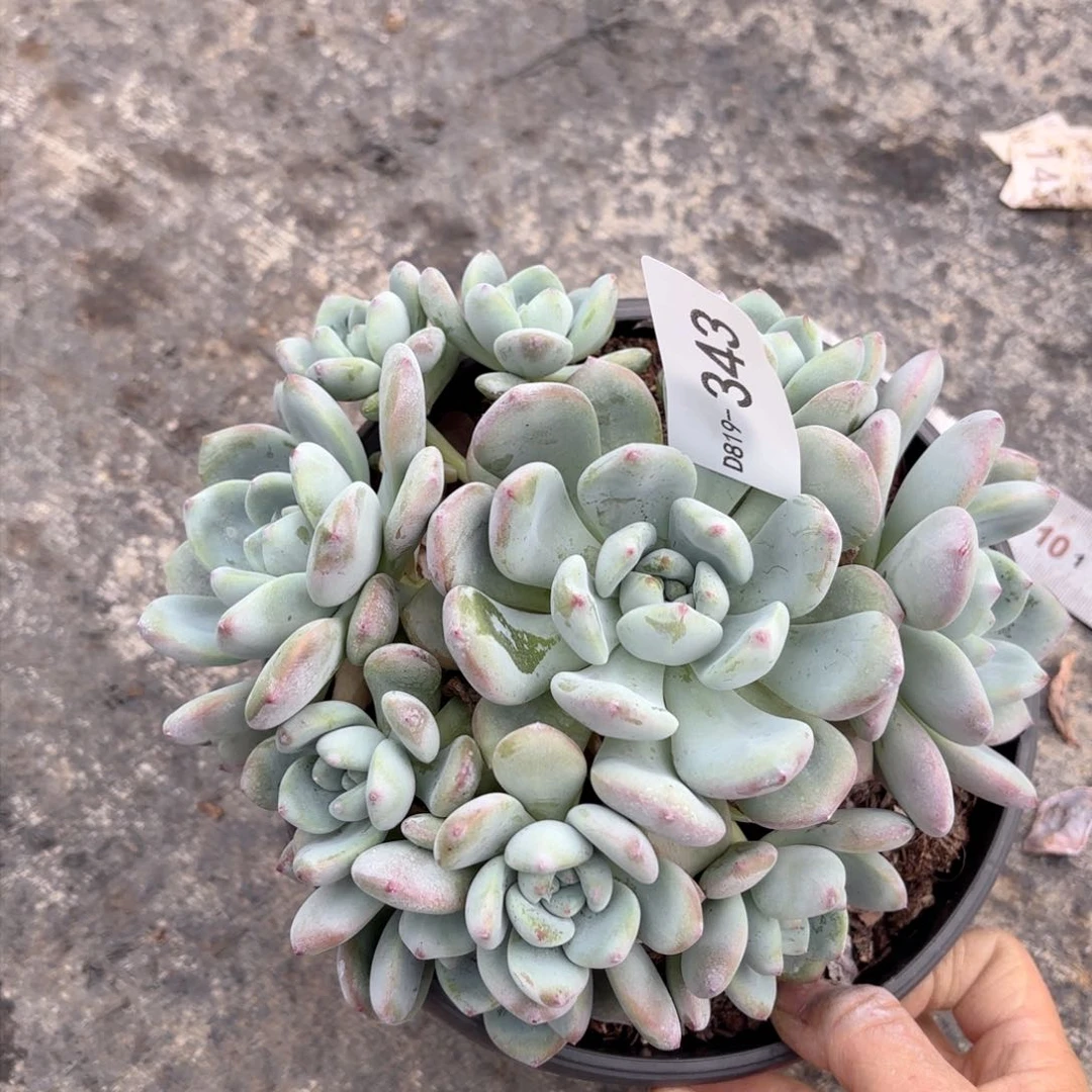 19343望舒同温层花卉