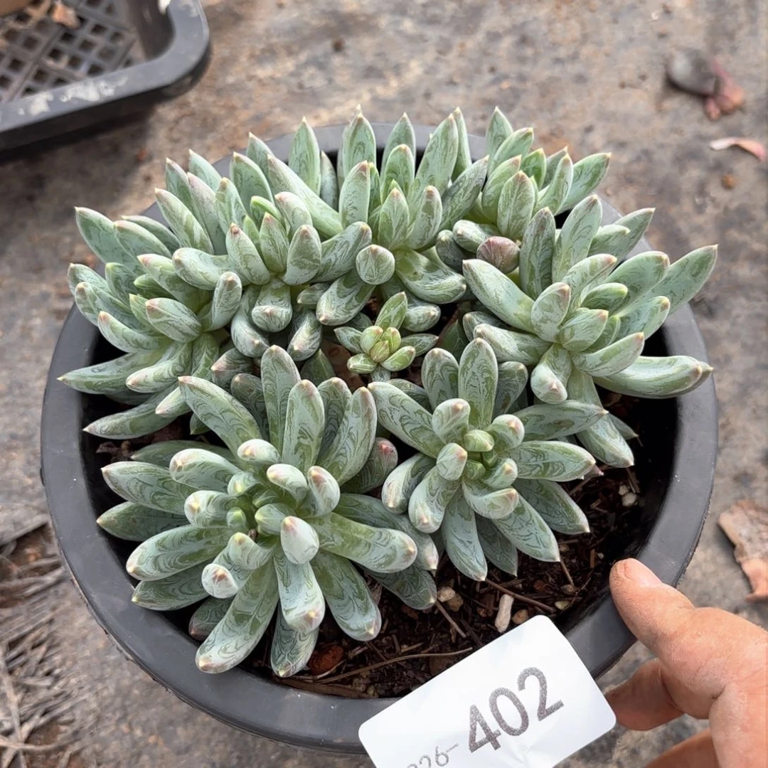 同温层多肉炫彩星402
