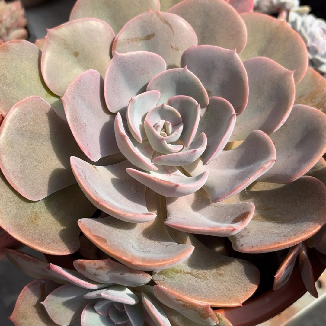 明同温层多肉尘埃玫瑰134