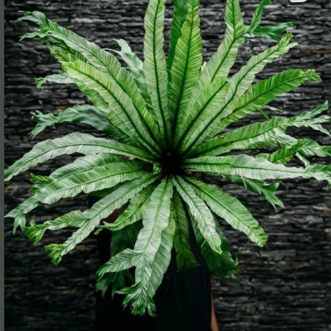 花叶鸟巢蕨锦叶鸟巢蕨稀有绿植锦化植物阳台室内绿植盆栽