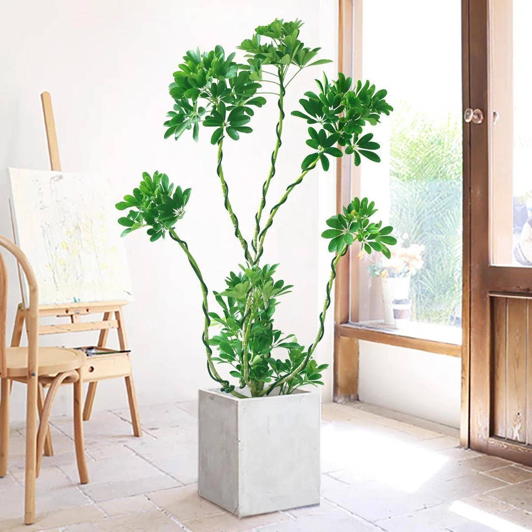 一物一拍造型鸭脚木室内盆栽鸭掌木净化空气办公室客厅大型绿植物