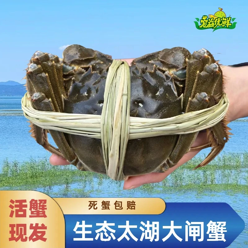 生态太湖大闸蟹·全母蟹系列【活蟹现发，死蟹包赔】