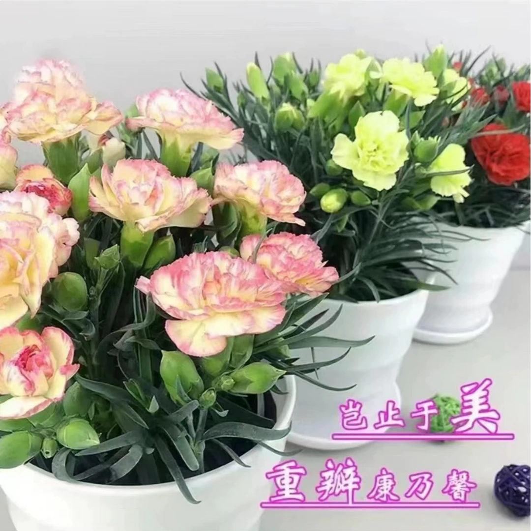 康乃馨盆栽带花苞土球发货小冠幅