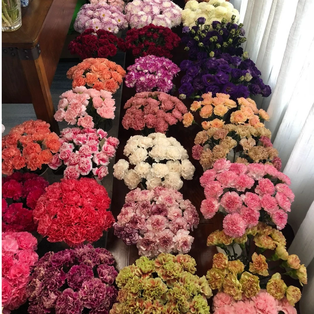 鲜花康乃馨80支包邮（发4个品种）（发出不支持拦截撤单）