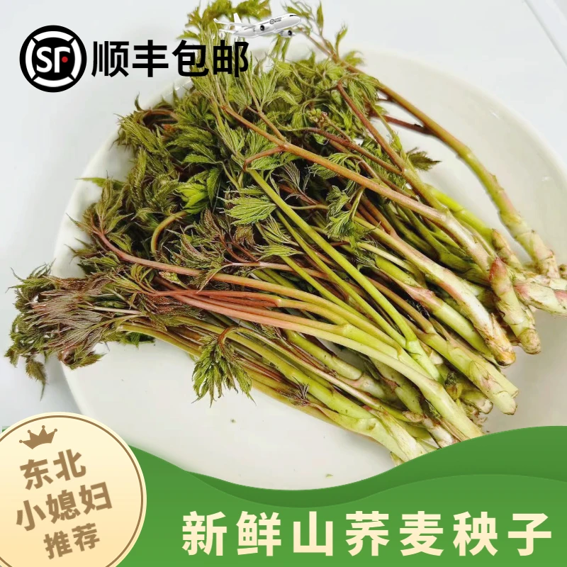 山荞麦秧子东北辽宁桓仁新鲜山野菜山荞麦秧子1斤2斤3斤包邮食用