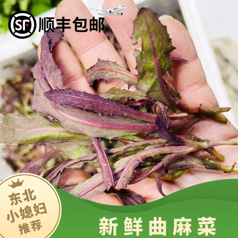东北新鲜紫杆曲麻菜蘸酱菜1斤2斤3斤包邮辽宁桓仁食用蔬菜