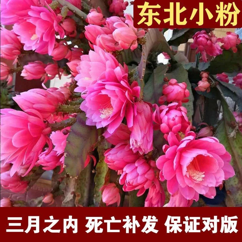 令箭荷花盆栽绿植耐寒耐热重瓣大花多肉植物带根室内阳台室外花卉