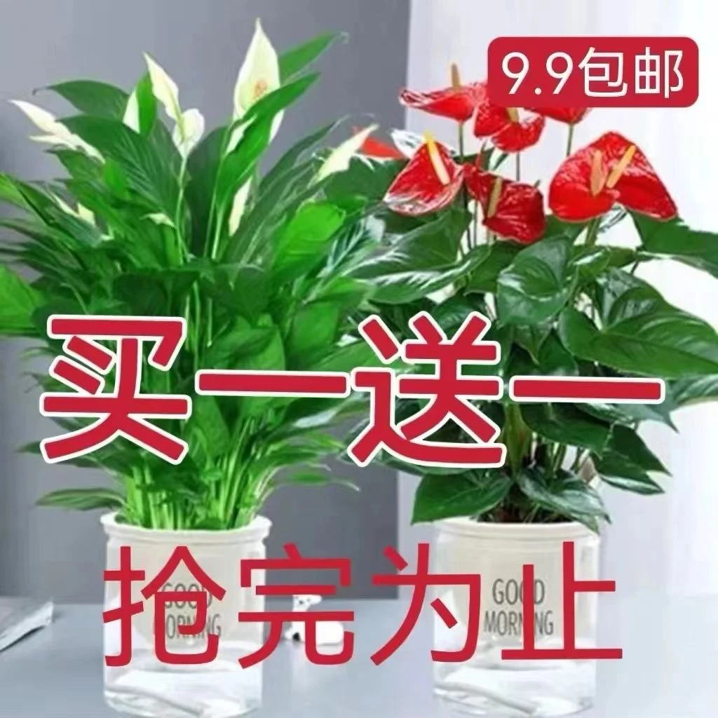 白掌红掌盆栽年宵花卉植物室内好养水培一帆风顺水养四季常青绿植