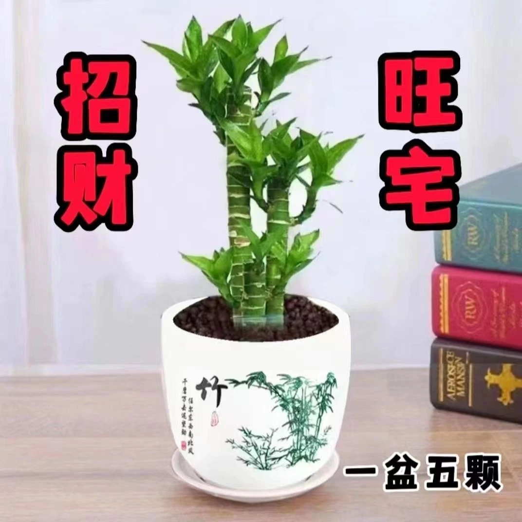 步步高观音竹 富贵竹 荷花竹 水养土培盆栽 室内客厅吸甲醛植物