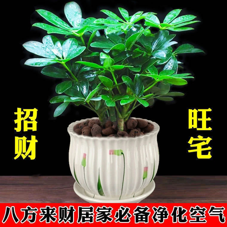 八方来财绿植盆栽室内桌面鸭脚木盆栽七叶莲客厅阳台发财树吸甲醛