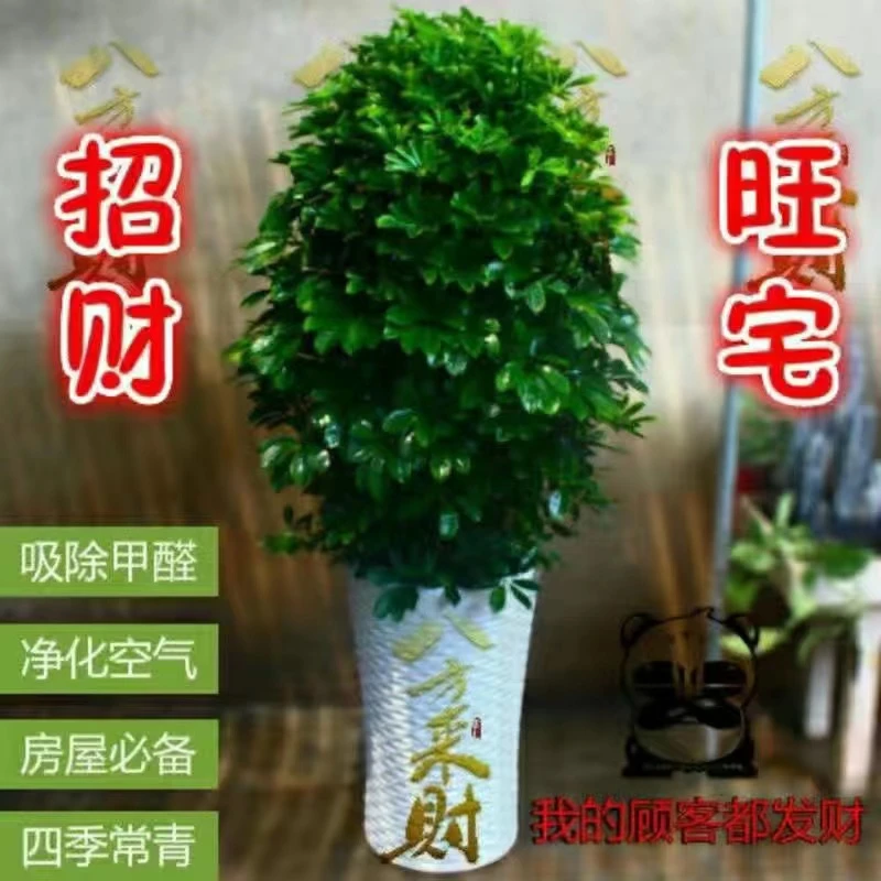 【吸甲醛】鸭脚木盆栽八方来财招财树室内绿植水培花卉植物好养活