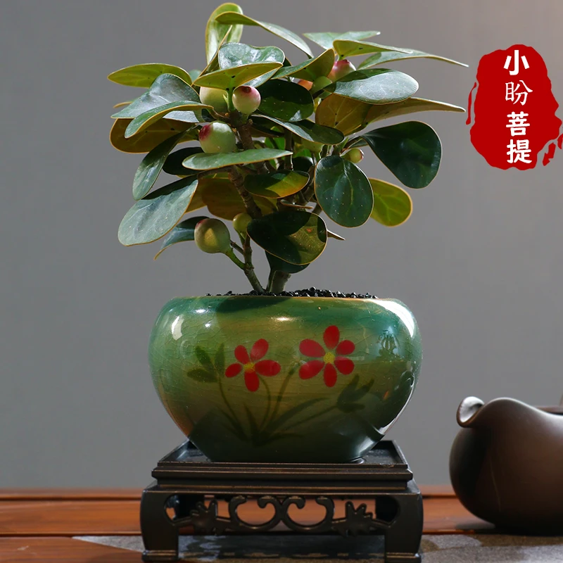 【带果发货】一叶一菩提陶瓷盆室内挂果禅意盆栽花卉盆景花
