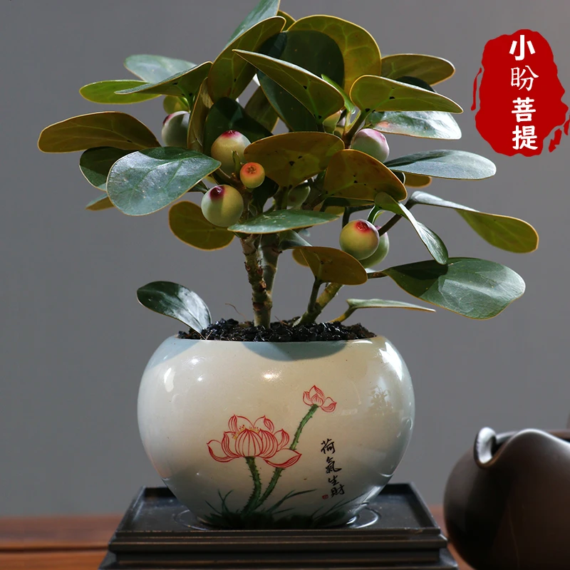 【带果发货】一叶一菩提陶瓷盆室内挂果禅意盆栽花卉盆景花