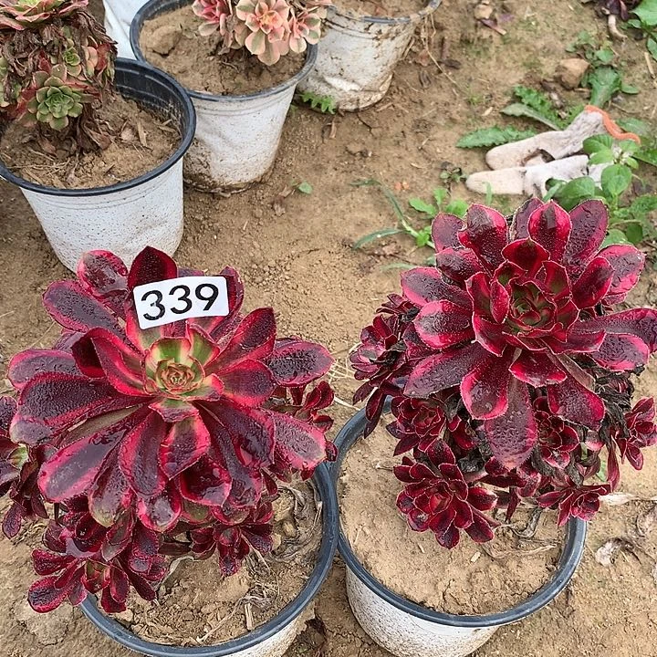 339两颗香奈儿多肉植物